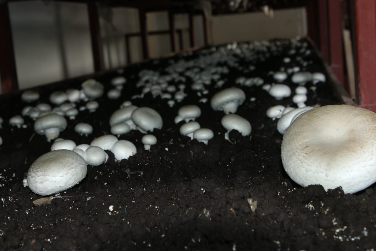 WhatsApp Image 2021-12-01 at 6.01.55 PM 2 b4fed